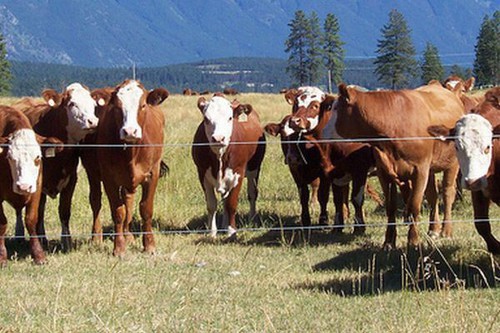 Pini Polonia utworzy Pini Beef. Firma wchodzi w biznes wołowy