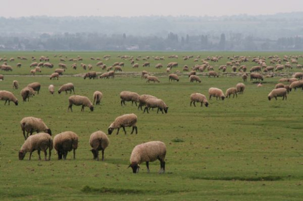 (Źródło: commons.wikimedia.org) Francuska jagnięcina w unijnych rejestrach