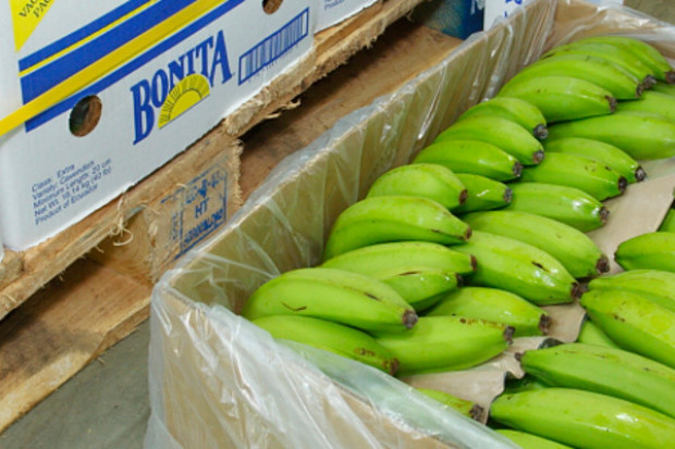 Fot. targban.pl Targban przejmuje od Del Monte Poland dużą dojrzewalnię bananów