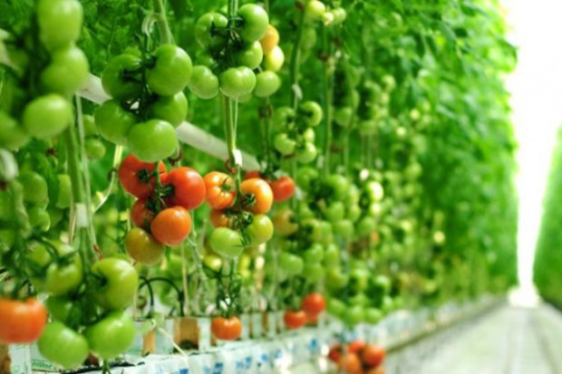 fot. za citronex.pl Citronex zainwestuje 60 mln zł w uprawę pomidorów