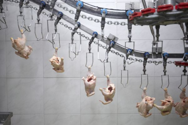 (fot. PTWP) Dyrektor Indykpolu: Cały czas zwiększamy efektywność produkcji