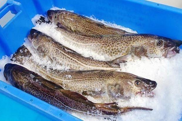 Krybex Fish gotowy do produkcji marek własnych