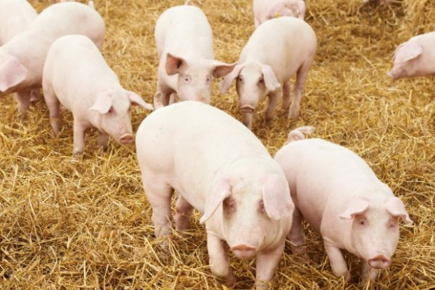 Fot. Fotolia Producenci wieprzowiny nie liczą na szybki efekt zaskarżenia embarga