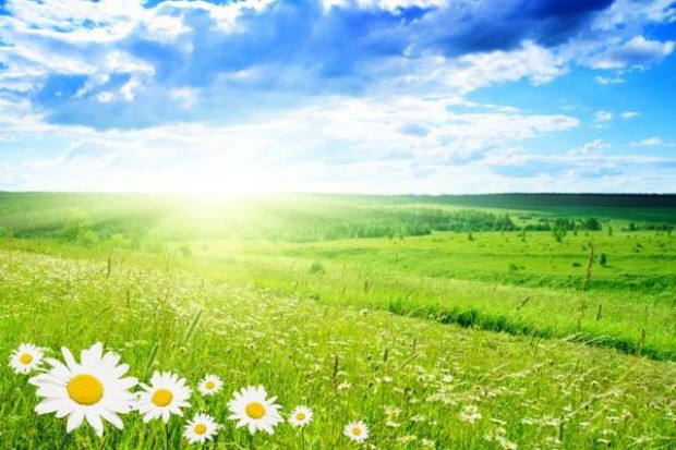 fot. fotolia Dobre zbiory rumianku