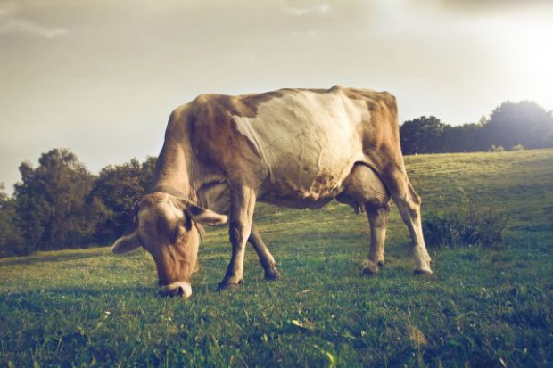 (fot. Fotolia) Ceny skupu bydła coraz niższe