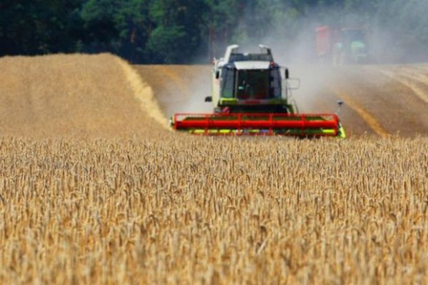 Fot. Cedrob Pasze Żniwa spowodowały spadek cen zbóż