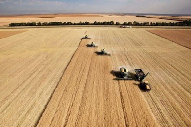 Producenci zboża planują utworzyć Polski Terminal Zbożowy Producenci zboża planują utworzyć Polski Terminal Zbożowy