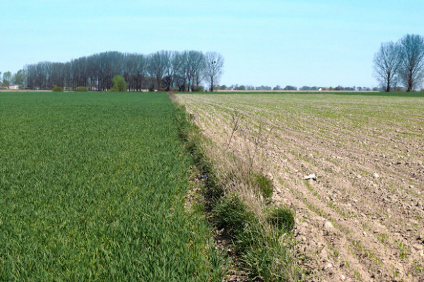 fot. Farmer.pl Ziemia rolna wciąż drożeje