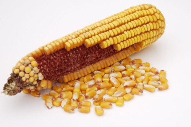 (fot. Fotolia) Koalicja Polska Wolna od GMO apleuje do Senatu