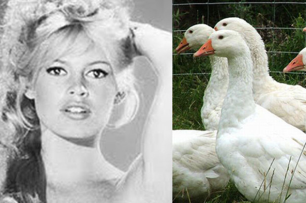 Francuska aktorka apeluje o zakaz oskubywania z piór żywych gęsi i kaczek Brigitte Bardot apeluje do premierów Polski i Węgier o zakaz oskubywania żywych gęsi i kaczek