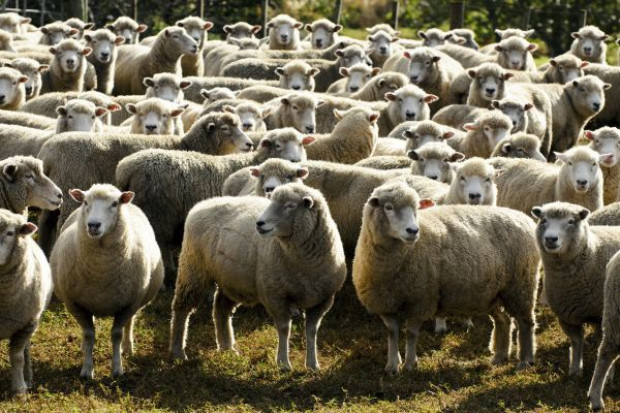 W minionej dekadzie pogłowie owiec i kóz w Unii stale się kurczyło (fot. Fotolia) Sektor mięsa owczego zaczyna rosnąć