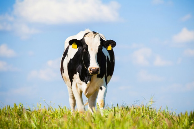 Fot. Shutterstock Wzrost pogłowia krów mamek w UE