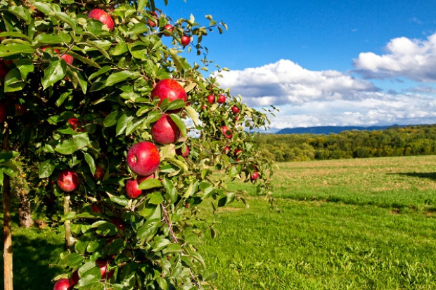 Fot. Shutterstock Rosną ceny jabłek w Polsce