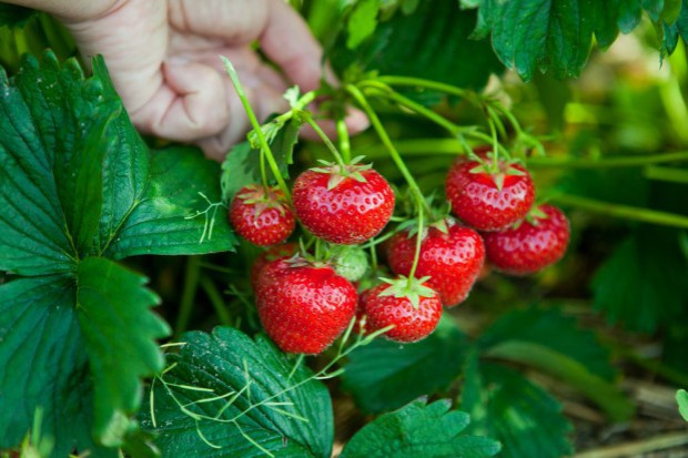 fot. shutterstock.com Plantatorzy truskawek na Mazowszu szacują straty po przymrozkach