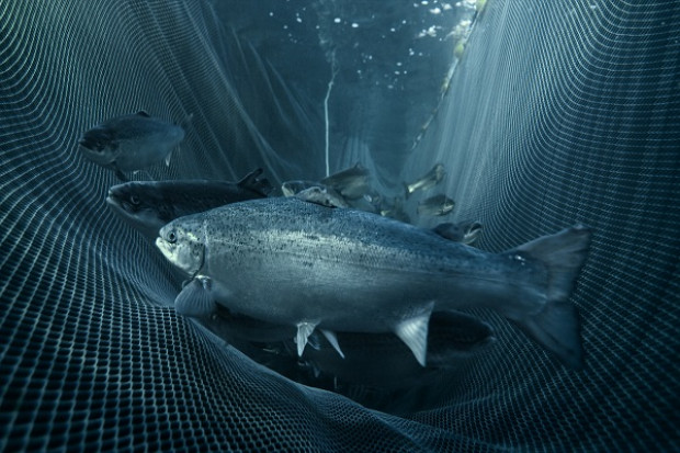 Fot. Marine Harvest Marine Harvest notuje spadek zysku