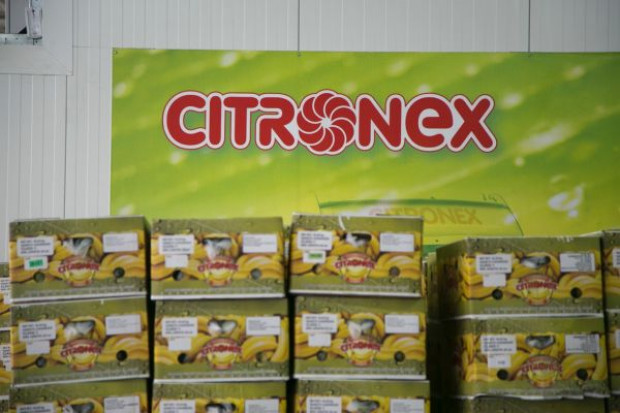 fot. Żelazna Studio Citronex wyda 50 mln USD w tym roku na afrykańskie banany?