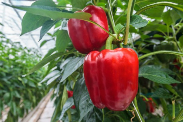 Pogarsza się sytuacja plantatorów papryki/ www.shutterstock.com Co zrobić aby poprawić rentowność na rynku produkcji papryki?