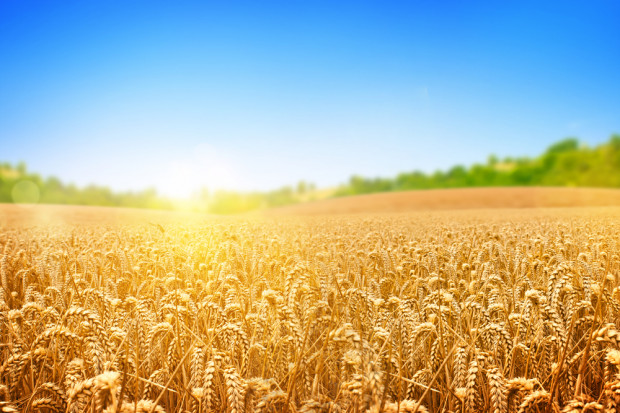 fot. Shutterstock UE będzie traciłą swoją pozycję na światowym rynku zbóż