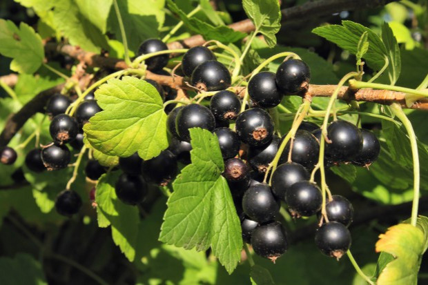 Czy problemy "porzeczkowców" zostaną rozwiązane?/ fot. shutterstock Minister spotkał się z plantatorami czarnych porzeczek. Czy ich problemy będą rozwiązane?