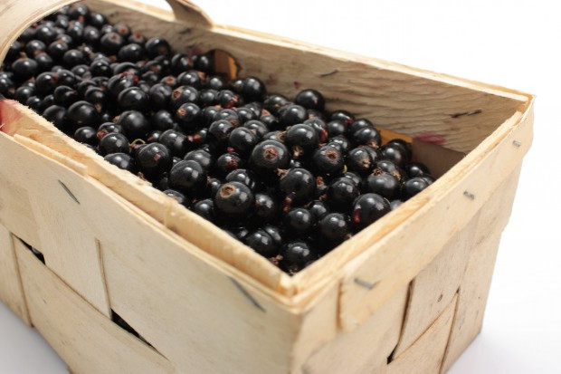 KSPCP wysao zapytanie do KUPSu o ile trzeba zmniejszyć produkcję porzeczek, żeby była opłacalna?/ fot. shutterstock KSPCP pyta KUPS: O ile trzeba zmniejszyć produkcję porzeczek, by była opłacalna