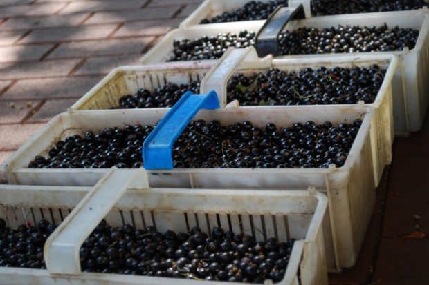 Plantatrzy czarnej porzeczki apelują w liście do ministra o pomoc finansową/ fot. A.Gwara Producenci czarnej porzeczki apelują do ministra o pomoc finansową