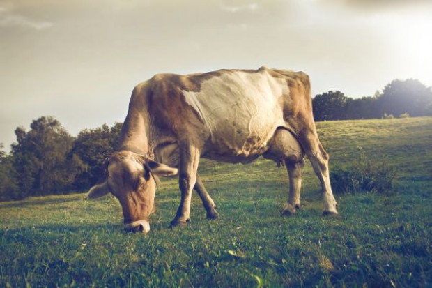 Na chorobę BSE bada się obecnie bydło powyżej 96. miesiąca życia oraz bydło z grupy ryzyka Polska będzie starać się o status kraju o znikomym ryzyku wystąpienia BSE