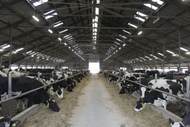 (fot.Ł.Ch.) Powstaje największa farma krów mlecznych na świecie