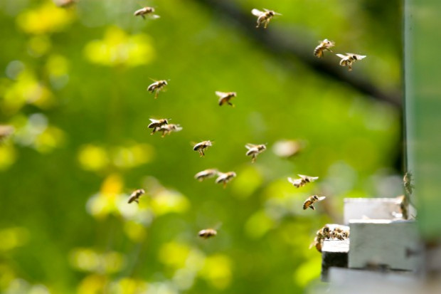 Uprawa wielu roślin zależy od zapylania pszczół; fot. shutterstock.com Wyginięcie pszczół oznaczałoby drastyczny spadek produkcji żywności