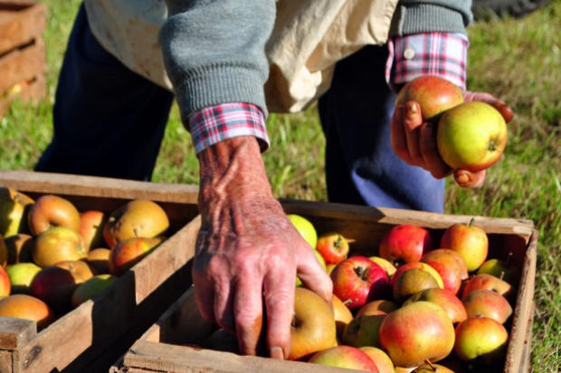 Zbiory jabłek i gruszek w UE będą mniejsze od ubiegłorocznych/ fot. shutterstock Zbiory jabłek i gruszek w UE będą w tym roku mniejsze od ubiegłorocznych