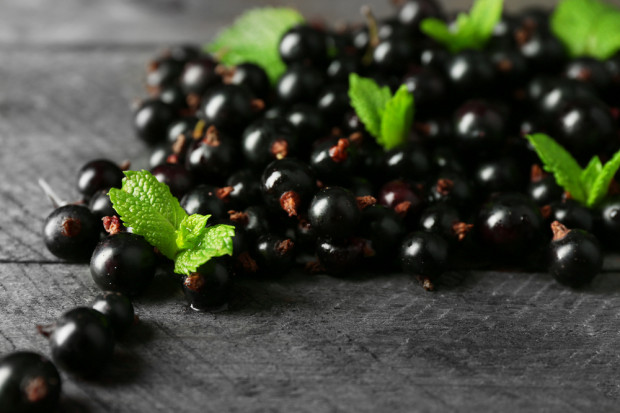 Fot. Shutterstock Od piątku pomoc dla producentów czarnej porzeczki