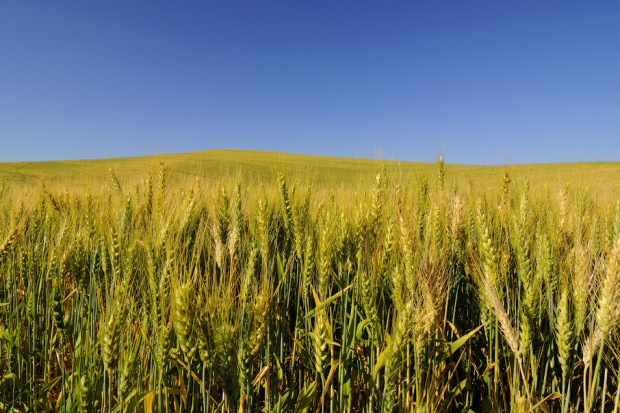 Fot. Shutterstock Zbiory zbóż niższe o 8 proc.