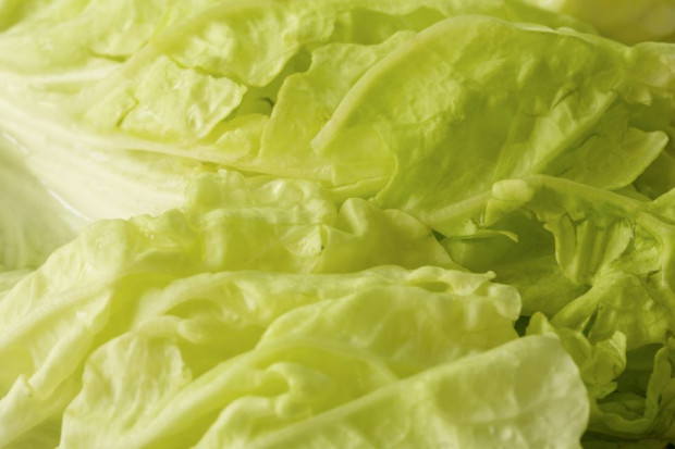 Ceny kapusty pekińskiej biją rekordy/ fot. shutterstock Rekordowe ceny kapusty pekińskiej