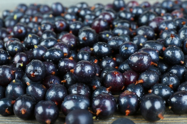 fot. shutterstock Producenci czarnej porzeczki mogą starać się o wsparcie do końca września