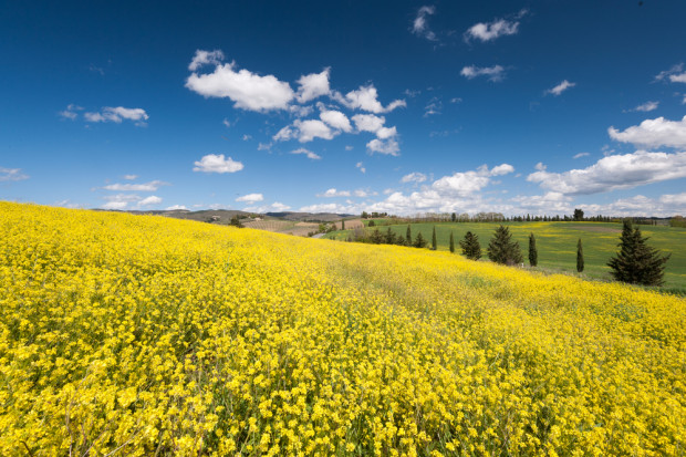 Fot. Shutterstock Zbiory rzepaku niższe o 4 mln ton