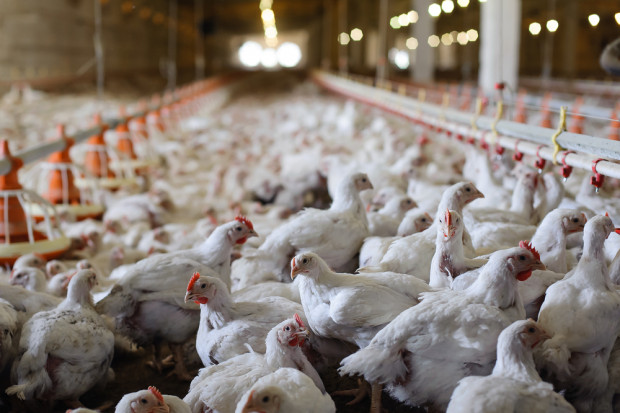 Fot. Shutterstock Polska tygrysem Europy w produkcji drobiu