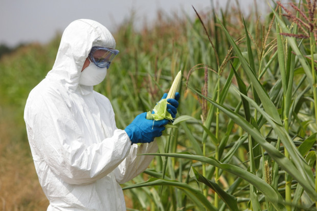 fot. Shutterstock Sawicki: Polska chce pozostać krajem wolnym od GMO