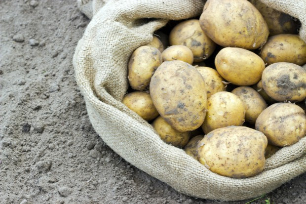 GUS szacuje, że zbiory ziemniaków będą w tym orku o 19 proc. mniejsze niż rok temu/ fot. shutterstock Susza wpłynęła również na zbiory ziemniaków. Spadek o 19 proc. rdr