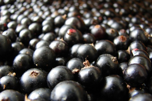 Dziś mija termin składania wniosków o wsparcie dla producentów czarnej porzeczki/ fot. shutterstock Producenci czarnej porzeczki mają ostatnie chwile na złożenie wniosku o pomoc