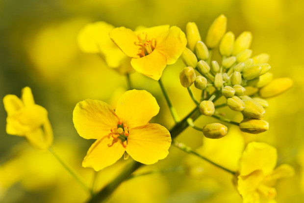 Fot. Shutterstock USDA prognozuje spadek zbiorów rzepaku o 10 proc.