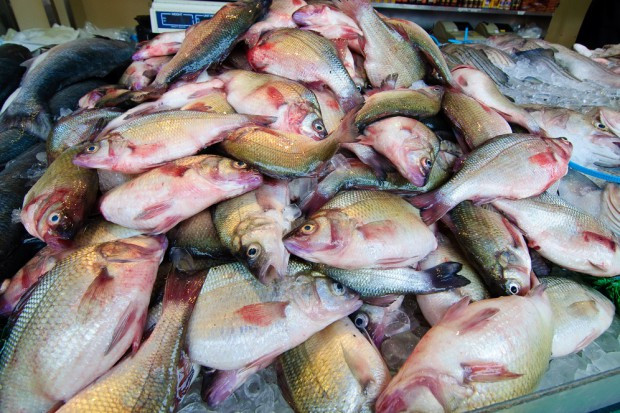 Z raportu WWF wynika, że 85 proc. światowych zasobów ryb zagrożonych jest połowami NNN. Fot. Shutterstock 85 proc. światowych zasobów ryb zagrożonych połowami NNN