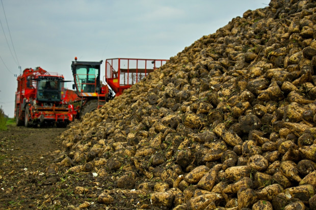 W Polsce zbiory buraków cukrowych opóźniły się (fot. Shutterstock) Zbiory buraków cukrowych w UE będą mniejsze