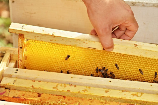 Rośnie liczba producentów miodu w Polsce; fot. shutterstock.com Wraz ze wzrostem popytu na miód, rośnie liczba pszczelarzy
