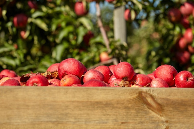 fot. shutterstock Rajpol podniesie Jabłuszko