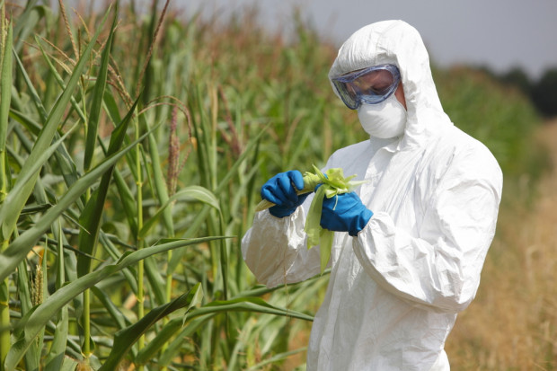 fot. Shutterstock Greenpeace opublikował raport nt. upraw GMO