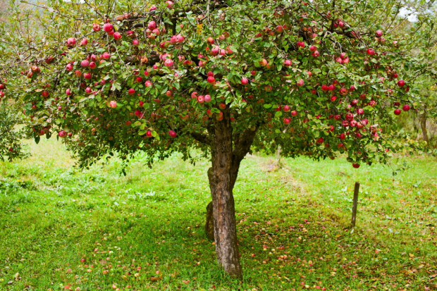 fot. Shutterstock Zmalał rosyjski import jabłek