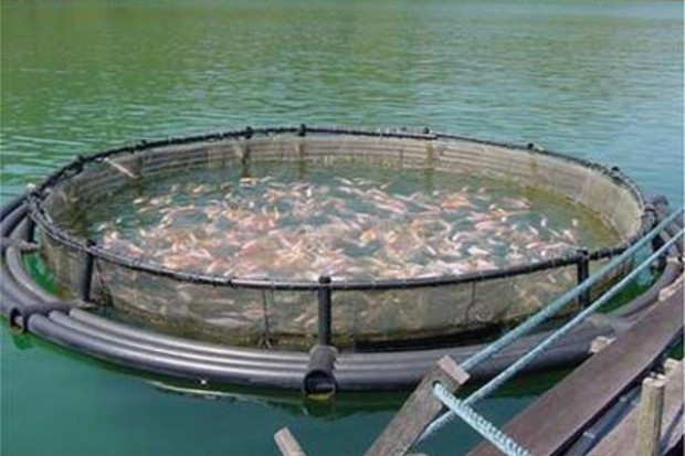 W Global Fish będzie nowy właściciel i nowe ryby