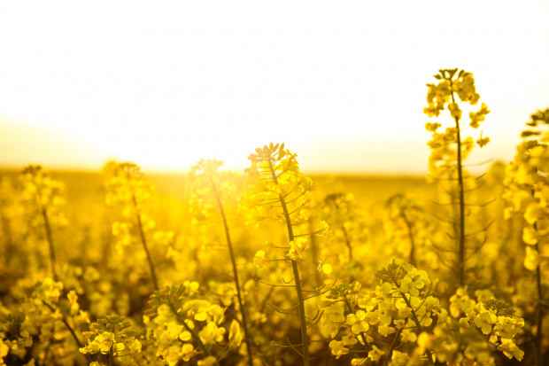 Fot. Shutterstock Ceny rzepaku w Polsce znacznie wyższe niż przed rokiem