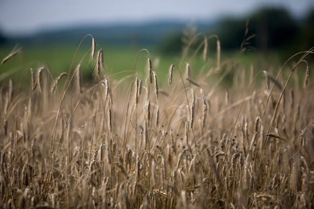 Wzrost produkcji przyczyni się do wzrostu podaży pszenicy w sezonie 2015/16 USDA: Jeszcze większa podaż pszenicy w sezonie 2015/16