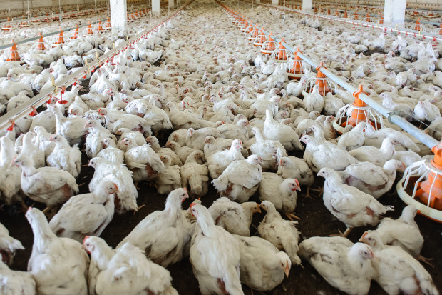 Fot. Shutterstock Francja: rośnie liczba zakażeń ptasią grypą