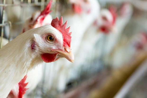 Fot. Shutterstock Bezprecedensowy stan związany z ptasią grypą we Francji